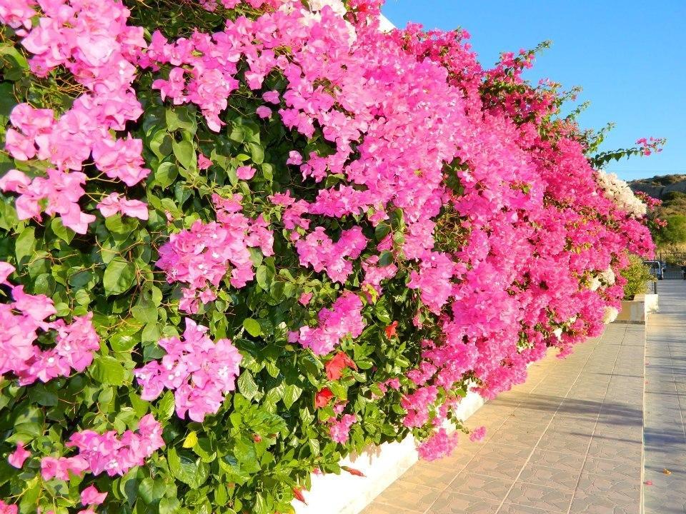 Telhinis Hotel & Apartments Faliraki Ngoại thất bức ảnh